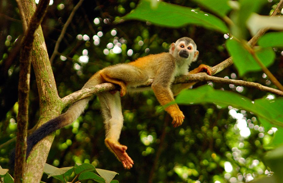 Mono en P.N. Manuel Antonio